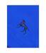 Bewley & Ritch Mens Alden Swim Shorts (Cobalt Blue) - UTBG988