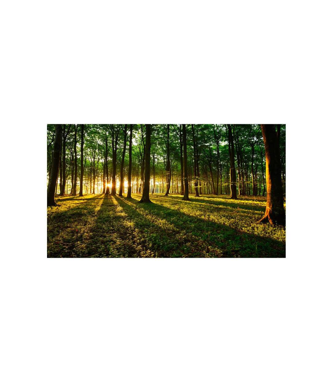 Papier Peint XXL Mystical Morning II 280x500cm-2
