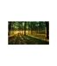 Papier Peint XXL Mystical Morning II 280x500cm-2