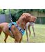 Henry Wag Travel Dog Harness (Blue/Gray) (Large) - UTTL4853