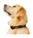 Regatta Premium Dog Collar (Black) (L, XL)