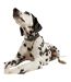 Leather dog collar small navy Joules-3