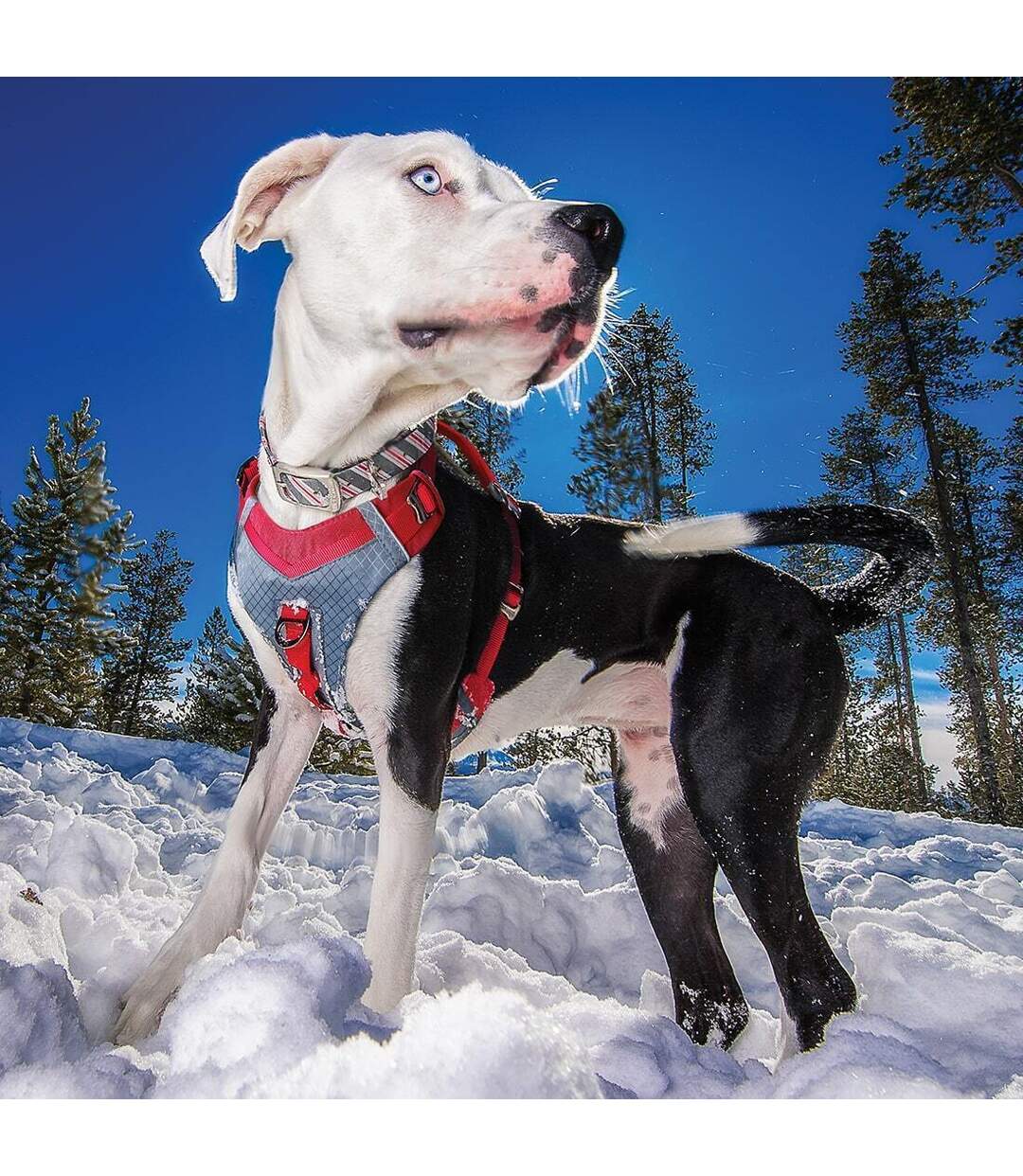 Journey air dog harness medium red Kurgo-3