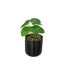 Plante Artificielle en Pot Reac 16cm Noir & Vert