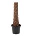 Plante Artificielle Palmier 4 Noix de Coco 350cm Vert-3