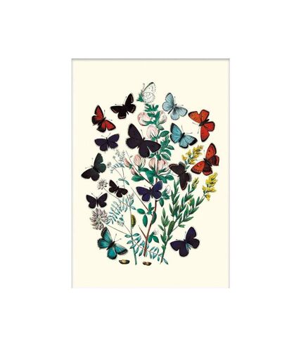 W. F. Kirby - Impression montée P. EUPHEMUS, P. CYLLARUS, ET AL (Blanc / Multicolore) (40 cm x 30 cm) - UTPM6923