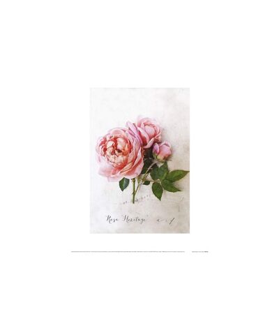 Heather Johnston - Poster ROSA (Rose / Vert) (40 cm x 50 cm) - UTPM4606
