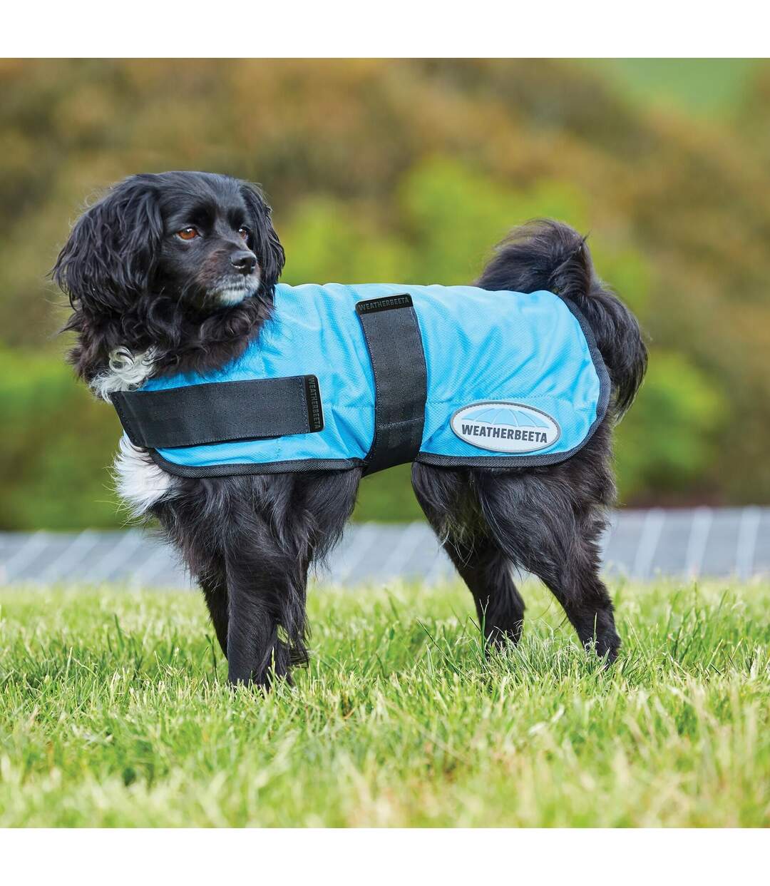 Therapy-tec dog cooling coat 60cm blue Weatherbeeta