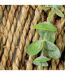 Eucalyptus Artificiel à Suspendre Zéa 70cm Naturel-2
