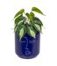 Plante Artificielle en Pot Soleya 30cm Bleu-1