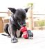 Dog dental toy large red KONG