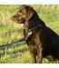 Benji & Flo - Collier pour chiens SUPERIOR (Noir / Cuivré) (Moyen- Length: 35 cm-50 cm) - UTBZ4904