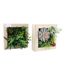 Tableau avec succulente artificielle (Lot de 2)