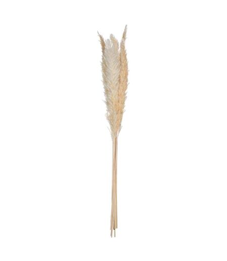 Lot de 6 Fleurs Séchées Pampa 66cm Naturel