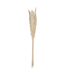Lot de 6 Fleurs Séchées Pampa 66cm Naturel-2