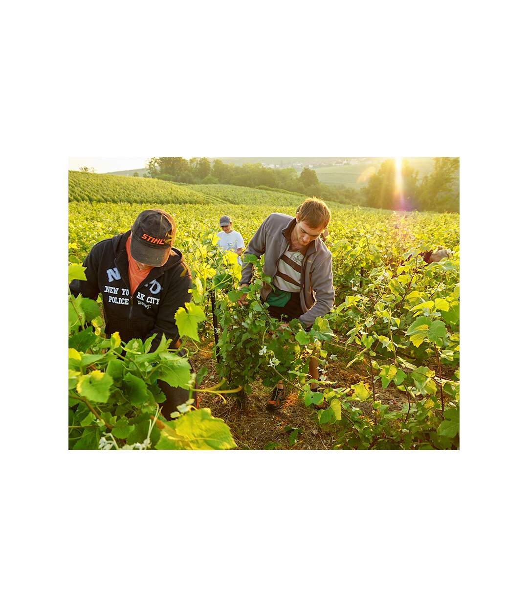 SMARTBOX - Dégustation de champagne et visite de domaine dans la Marne - Coffret Cadeau Gastronomie