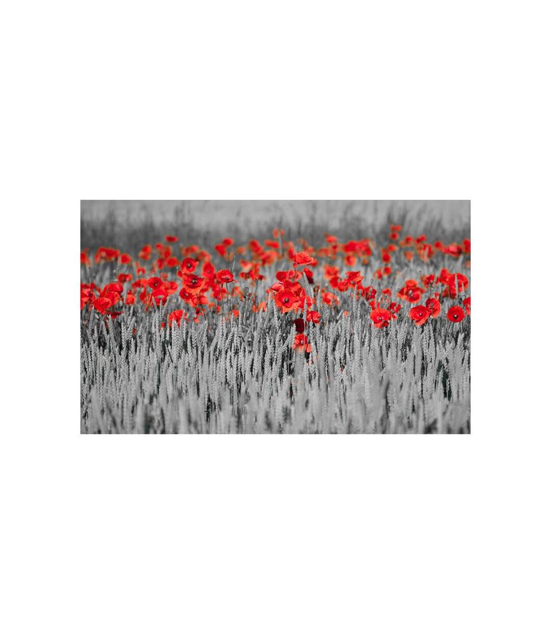Papier Peint Coquelicots Rouge sur Champ Noir & Blanc 270x450cm-2
