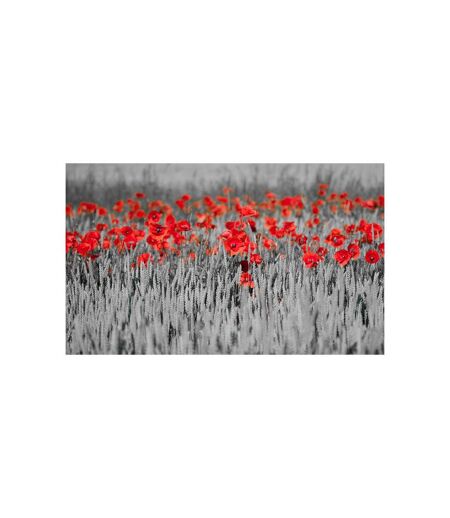 Papier Peint Coquelicots Rouge sur Champ Noir & Blanc 270x450cm