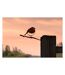Oiseau à planter rouge gorge en acier corten Hauteur 14cm