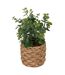 Eucalyptus Artificiel en Pot Jaye 27cm Vert-1