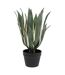 Plante Artificielle Agave Exotic Panama 55cm Vert-1
