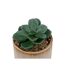 Plante Artificielle en Pot Déco Bota 14cm Beige