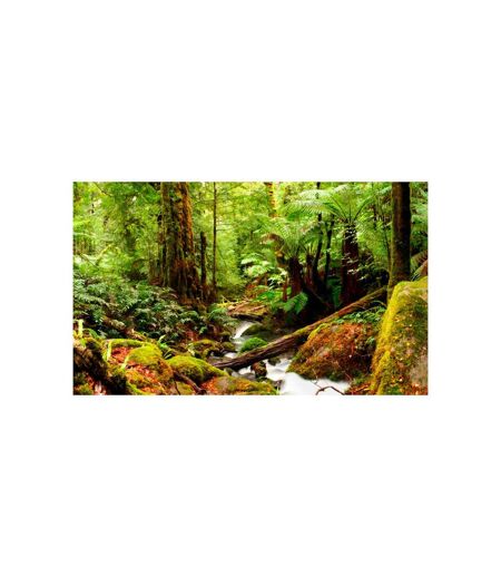 Papier Peint Forêt Tropicale II 270x450cm
