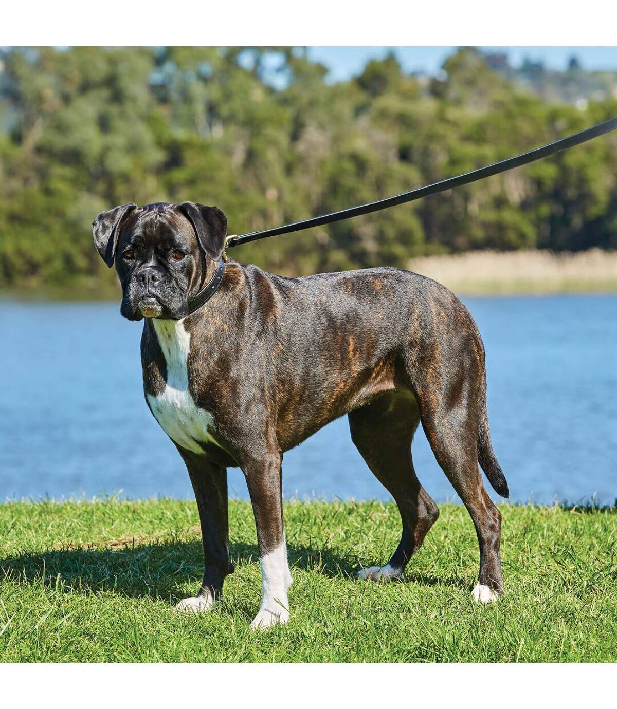 Weatherbeeta Padded Leather Dog Collar (XXL) (Brown) UTWB1258 Atlas For Men