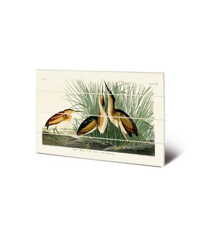 John James Audubon - Plaque LEAST BITTERN (Vert / Blanc / Jaune) (59 cm x 40 cm) - UTPM5673