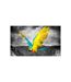 Papier Peint Exotic Parrot II 270x450cm-2