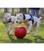 Jolly Pets - Balle pour chiens PUSH-N-PLAY (Rouge) (15,24 cm) - UTTL5212