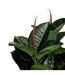 Plante Artificielle Ficus Robusta 120cm Vert-2