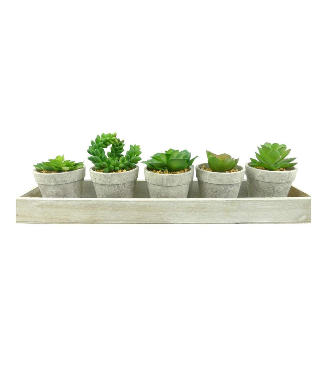 Lot de 5 Plantes & Plateau Succulente 13cm Gris-1