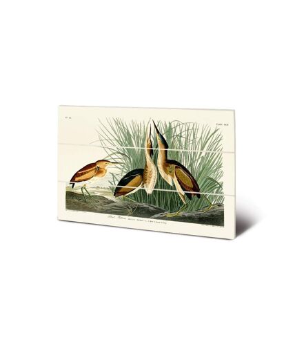 John James Audubon - Plaque LEAST BITTERN (Vert / Marron / Blanc) (20 cm x 29,5 cm) - UTPM5662
