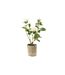 Plante Artificielle en Pot Rosier 39cm Blanc