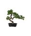 Bonsai Artificiel Podocarpus 47cm Vert