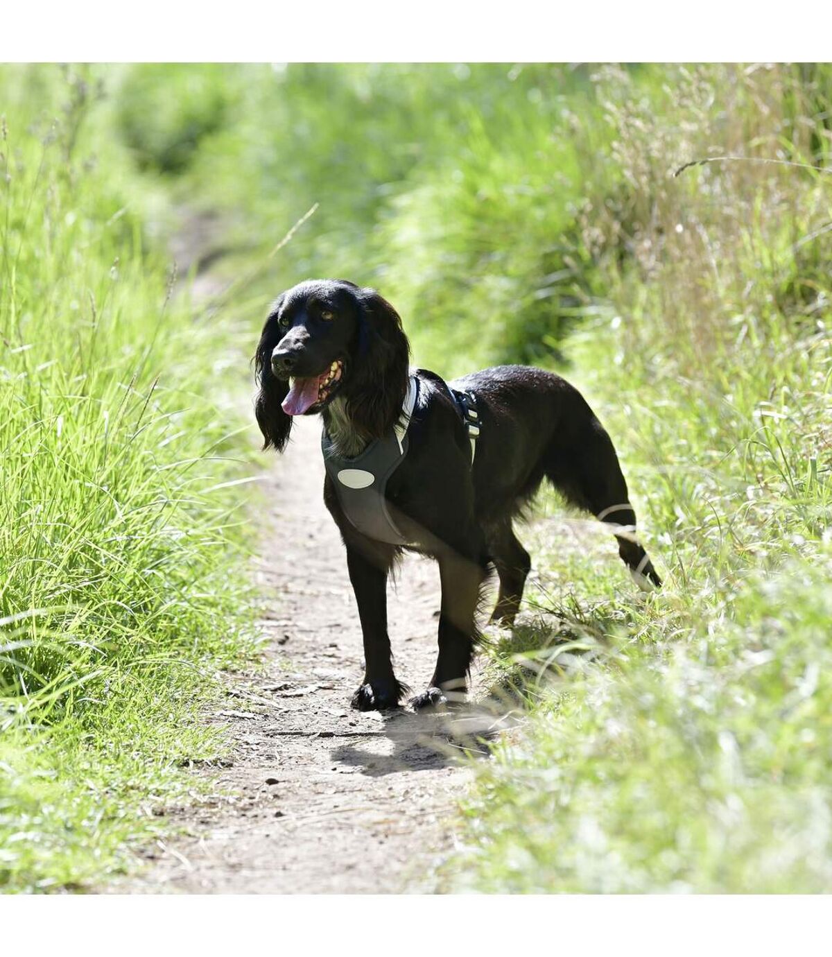 Weatherbeeta Explorer Dog Harness (Navy) (M) UTWB1955 Atlas For Men