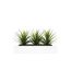 Centre de Table Aloe Vera Plant 31cm Blanc-2