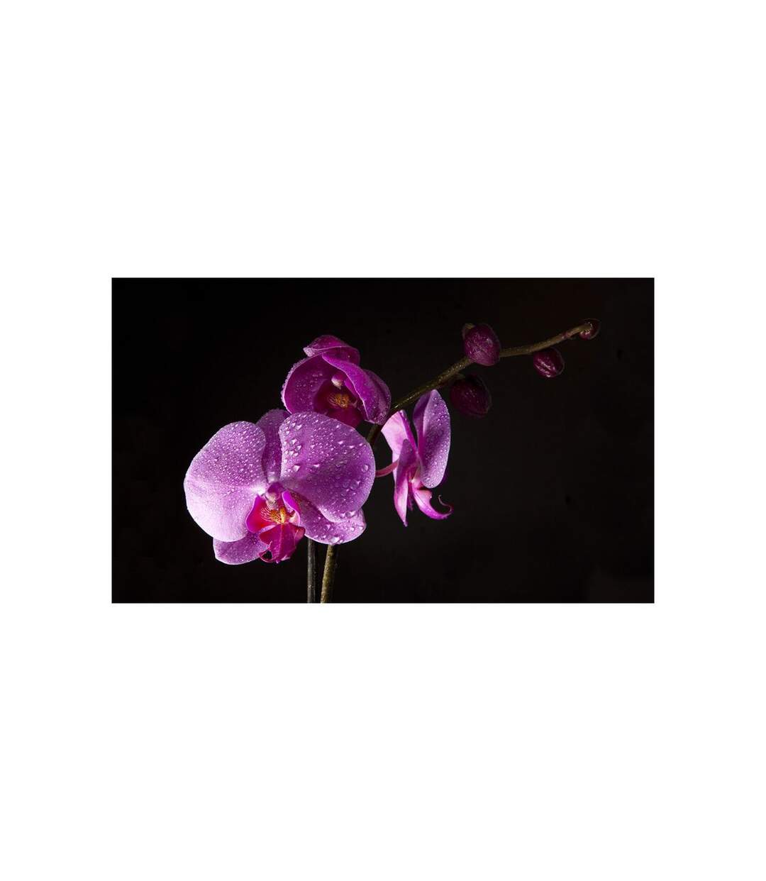 Papier Peint De Bon Goût Orchidée II 270x450cm-2