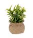 Plante Artificielle en Pot Jiling 20cm Beige-1