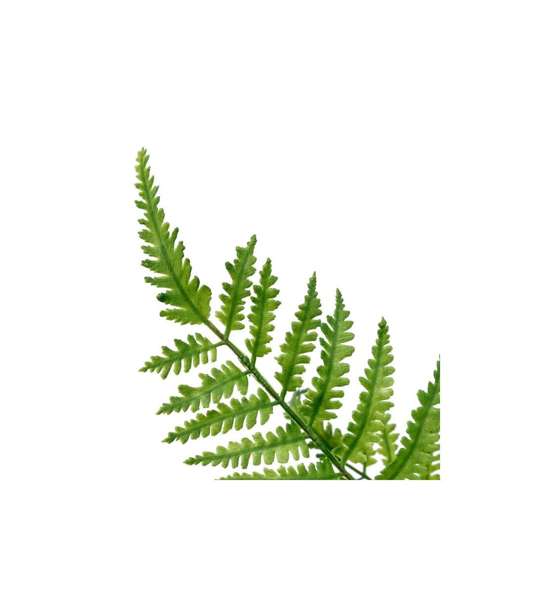 Tige Artificielle Fougère James 90cm Vert-2