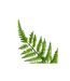 Tige Artificielle Fougère James 90cm Vert-2