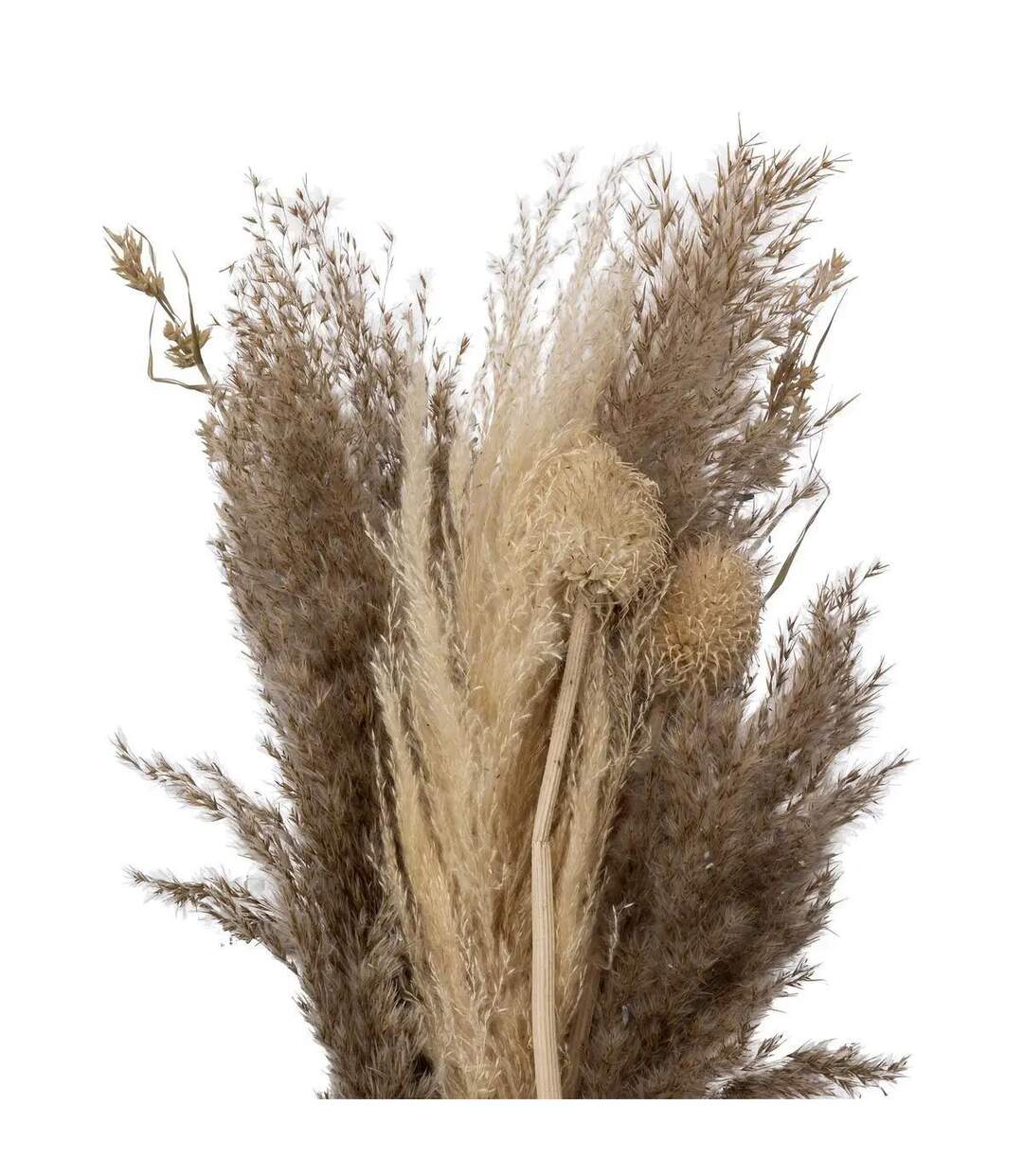 Bouquet de Fleurs Séchées Pampa 58cm Naturel-2