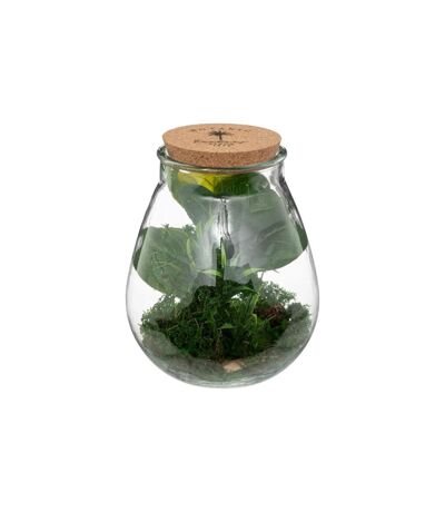 Terrarium en Verre Bota 29cm Transparent & Vert