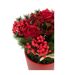 Composition Florale Pot Roses & Baies 25cm Rouge-2