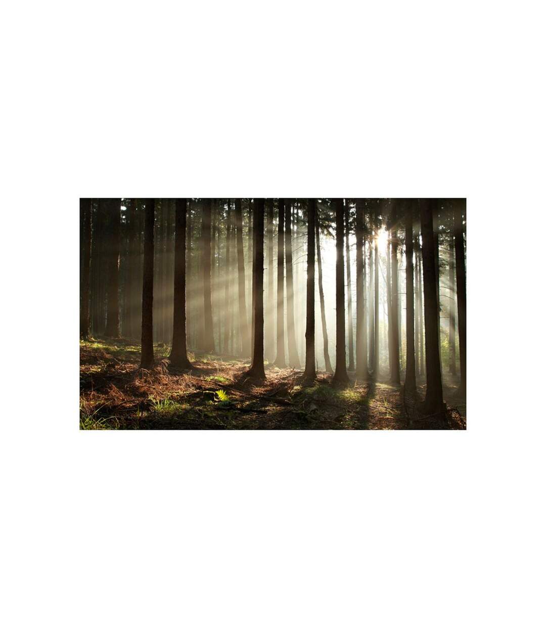 Papier Peint Forêt dans le Brouillard du Matin II 450x270cm-2