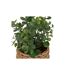 Eucalyptus Artificiel en Pot Jaye 27cm Vert-2