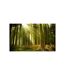Papier Peint Forêt de Pins II 270x450cm-2