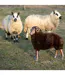 Statue Mouton Cornes Chalet 79cm Marron-2