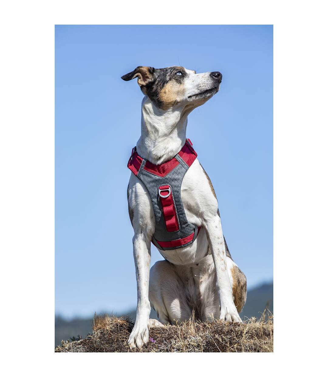 Journey air dog harness medium red Kurgo-2